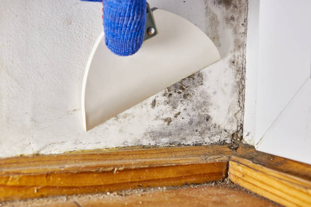 Best HVAC Mold Inspection and Cleaning  in Oakley, UT